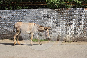 The donkey in the streets of the Vank village