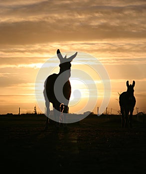 Donkey in the Sunset