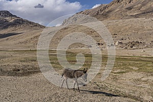 Donkey Tajikistan Khargush Pass