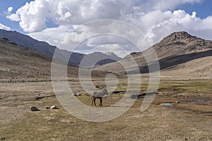 Donkey Tajikistan on Khargush Pass