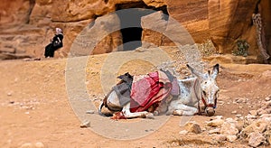 Donkey take a rest. Bedouins and their animals. Transport in Petra reserve.