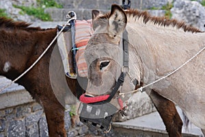 Donkey taxi - donkeys used to carry tourists to Acropolis of Lindos, Rhodes, Greece