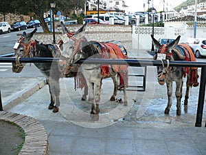 Donkey taxi in Mijas