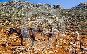 Donkey taxi near Balos Beach, Gramvoussa Peninsula, Balos Bay, Gramvousa Peninsula, Crete, Greek Islands, Greece, Europe