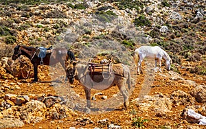 Donkey taxi near Balos Beach, Gramvoussa Peninsula, Balos Bay, Gramvousa Peninsula, Crete, Greek Islands, Greece, Europe