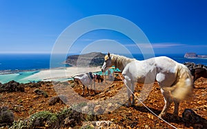 Donkey taxi near Balos Beach, Gramvoussa Peninsula, Balos Bay, Gramvousa Peninsula, Crete, Greek Islands, Greece, Europe