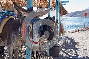 The donkey taxi for a stopover