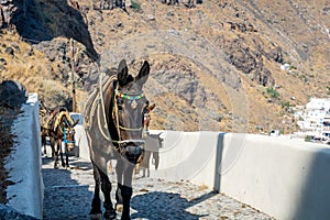 Donkey taxi up the steep hills in Thirassia in Greece.