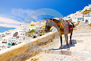 Donkey taxis in Santorini, Greece