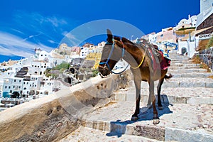 Donkey taxis in Santorini, Greece