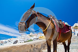 Donkey taxis in Santorini, Greece