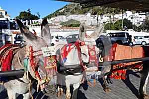 Donkey taxis lined up in Mijas Pueblo