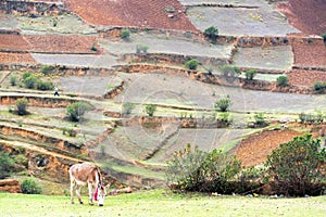 Donkey and Terraces