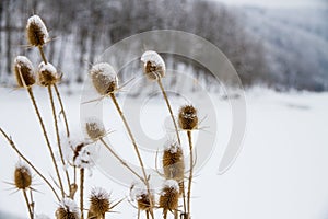 Donkey thistle Onopordum acanthium covered with snow in winter.