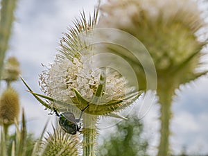 Donkey thorn and a green beetle.