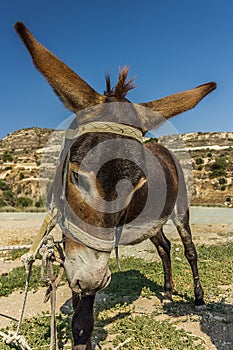 Donkey tied up and dressed in harness stands on the road
