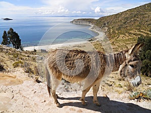 Donkey at Titicaca