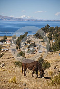 Donkey on Titicaca lake