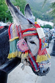 Donkey tourist attraction