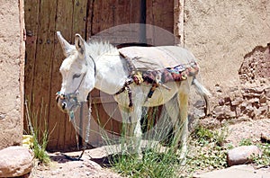 Donkey and transport in Morocco, Africa