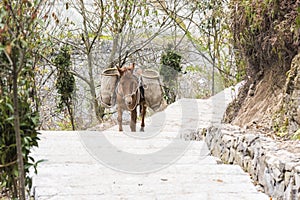 The donkey transport the soil