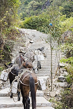 The donkey transport the stone