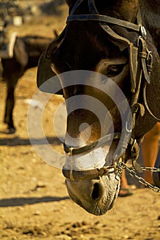 Donkey for the transport things and people, Marettimo island, Sicily