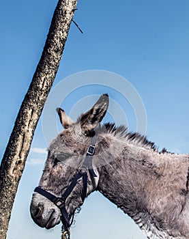 A donkey and tree from up close