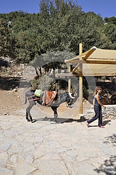 Psychro, august 29th: Donkey for trip to the Cave of Zeus in Dikti mountains from Crete island of Greece