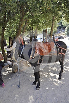 Psychro, august 29th: Donkey for trip to the Cave of Zeus in Dikti mountains from Crete island of Greece