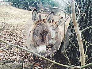 Donkey photo