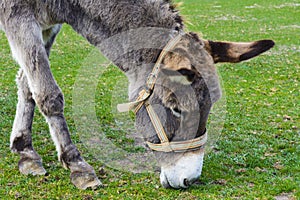 Donkey - unassuming and very stubborn animals.