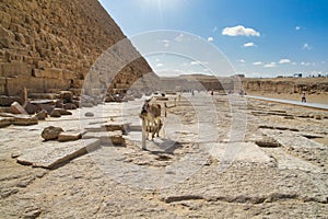 Donkey under the Great Pyramid in Giza, Egypt