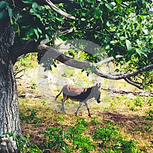 Donkey under tree