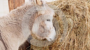 Donkey up close in a spacious pen, peacefully grazing, surrounded by wooden fencing.