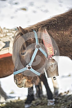 The donkey used for carrying the alpine equipment rests and eats in the base camp at 5500 of the Stok Kangri peak 6135m