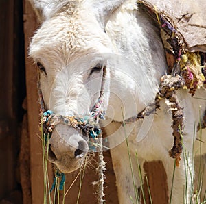 Donkey used like means of transport in Morocco, Africa