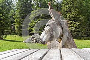Donkey in the Val Contrin. Dolomites. Italy