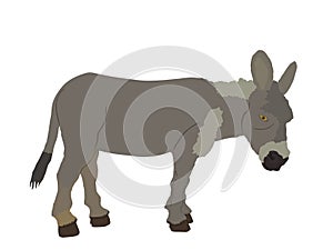 Donkey vector illustration isolated on white background.