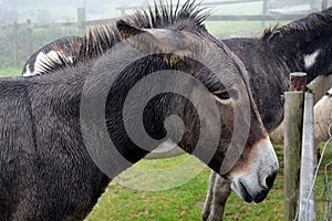 Donkey, Ventry, Ireland