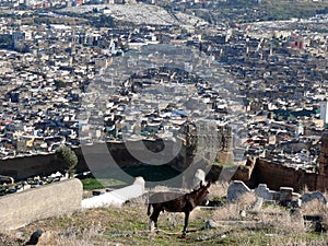 Donkey before View of Moroccan City Fes