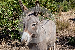 Donkey in a vineyard of Provence in summer