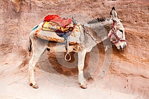 Donkey waiting for tourists in Petra, an Unesco World Heritage site in Jordan