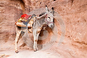 Donkey waiting for tourists in Petra, an Unesco World Heritage site in Jordan