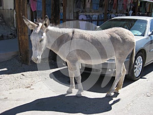 Donkey walking in front of a car, Oatman, Arizona