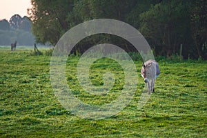 A donkey walks through a green meadow during sunrise