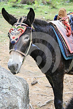 A donkey was kitted in the countryside near Paro (Bhutan)