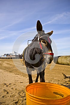 Donkey on Weston beach photo