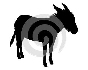 Donkey on white