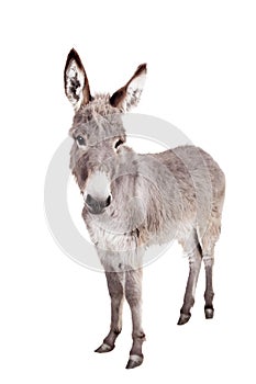 Donkey on white